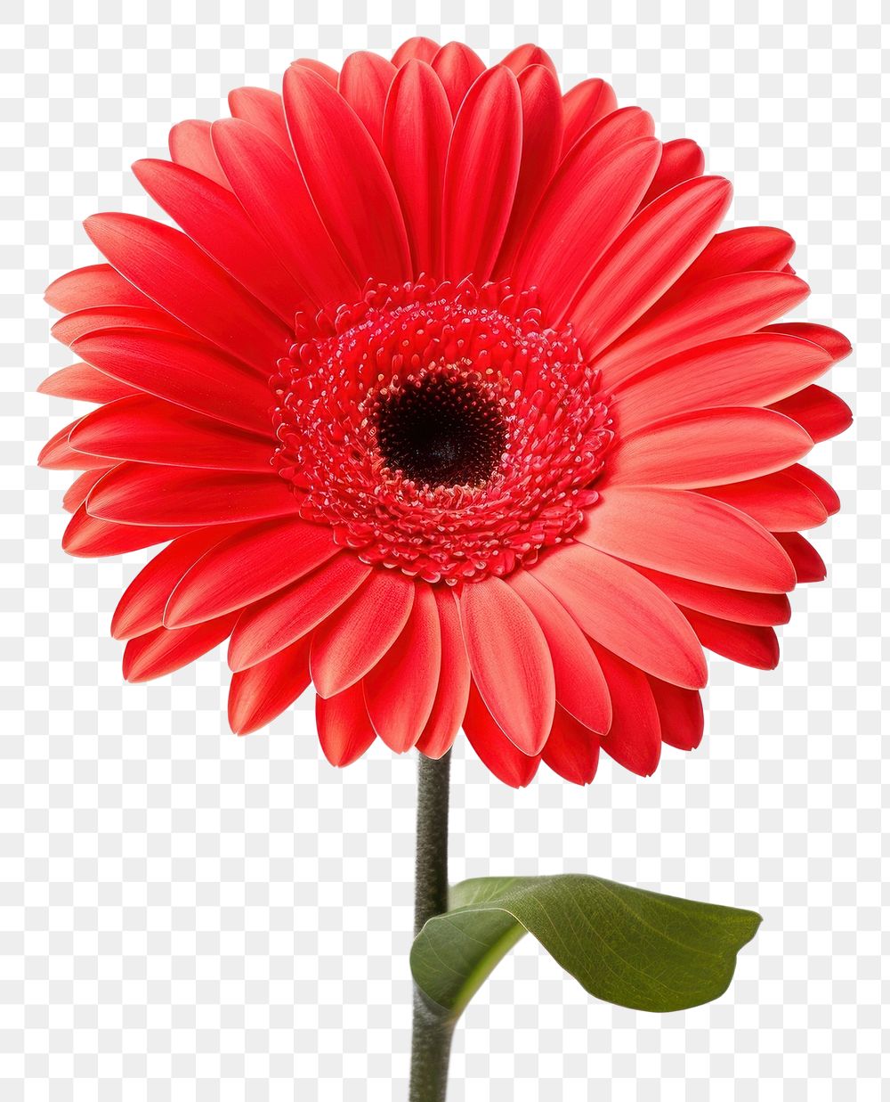 PNG Flower png petal daisy plant. AI generated Image by rawpixel.