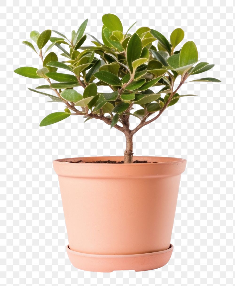 PNG Plant pot bonsai leaf tree. AI generated Image by rawpixel.