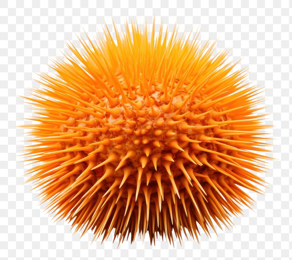 PNG Underwater urchin white background invertebrate. AI generated Image by rawpixel.