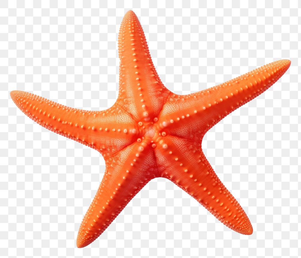 PNG Underwater starfish animal sea. AI generated Image by rawpixel.