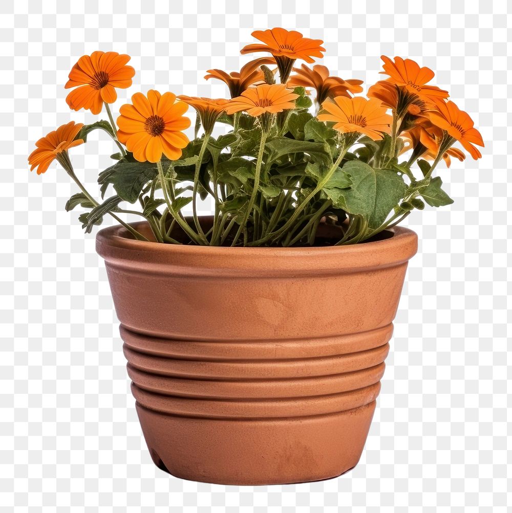 PNG Gardener flower flowerpot plant. AI generated Image by rawpixel.