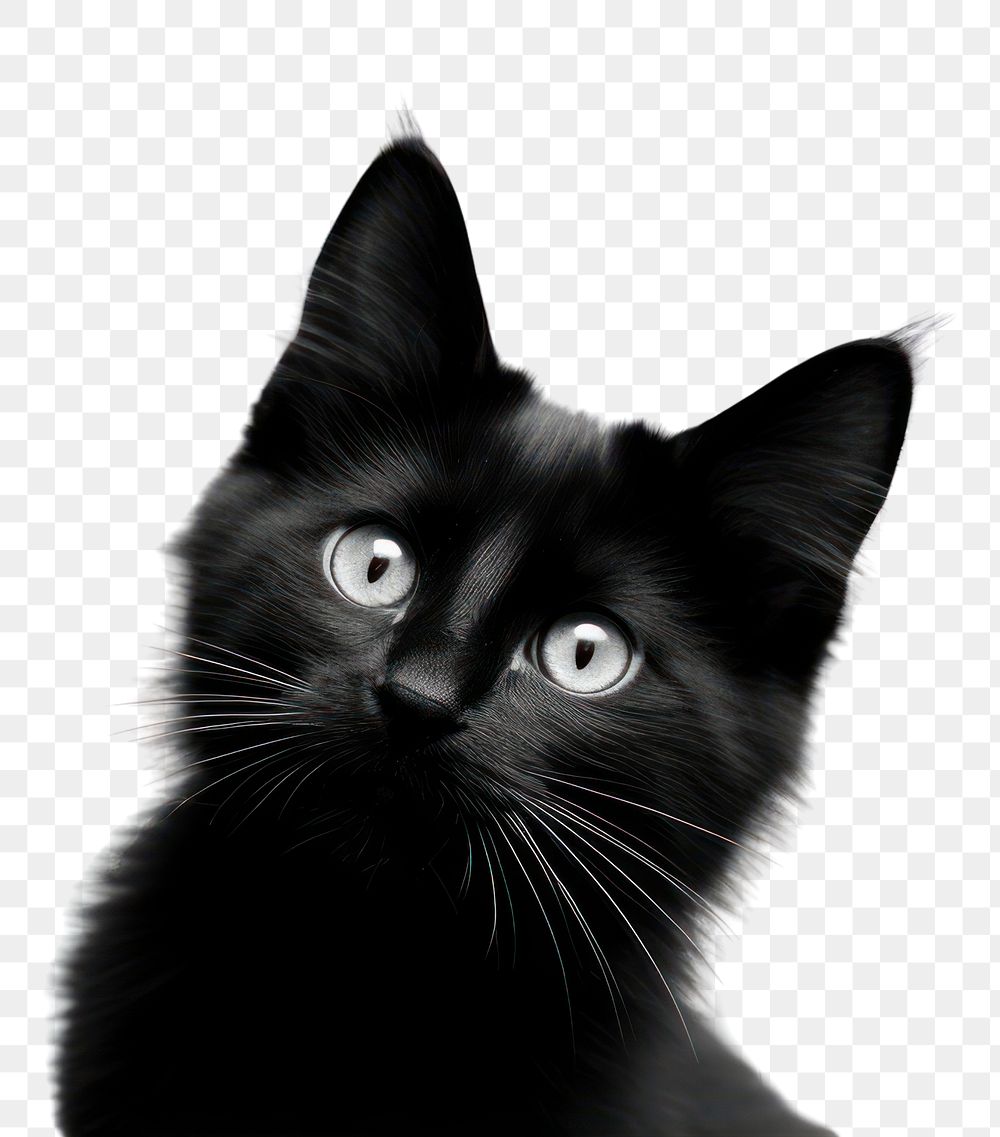 PNG A black kitten mammal animal white. AI generated Image by rawpixel.