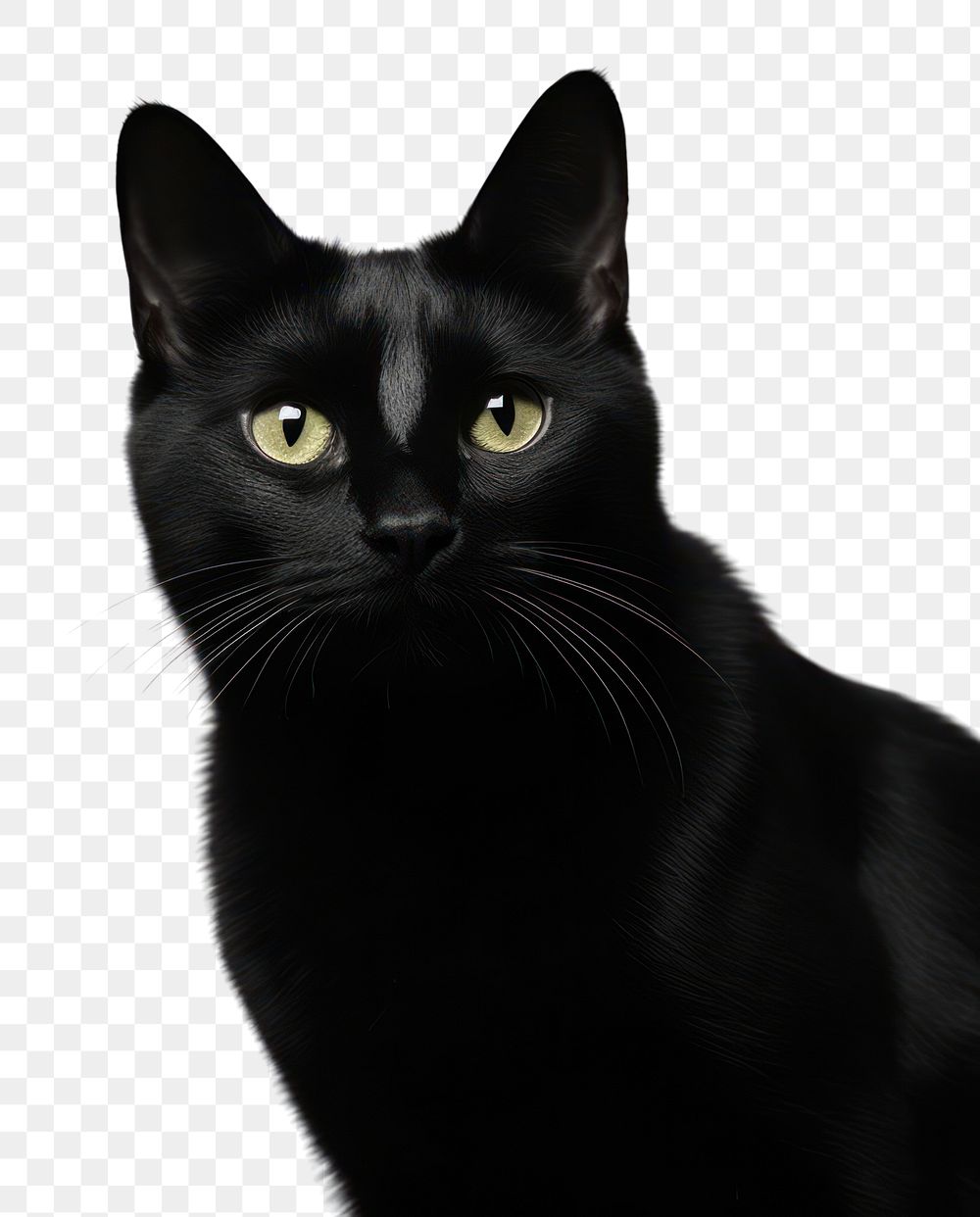 PNG A black cat animal mammal pet. AI generated Image by rawpixel.