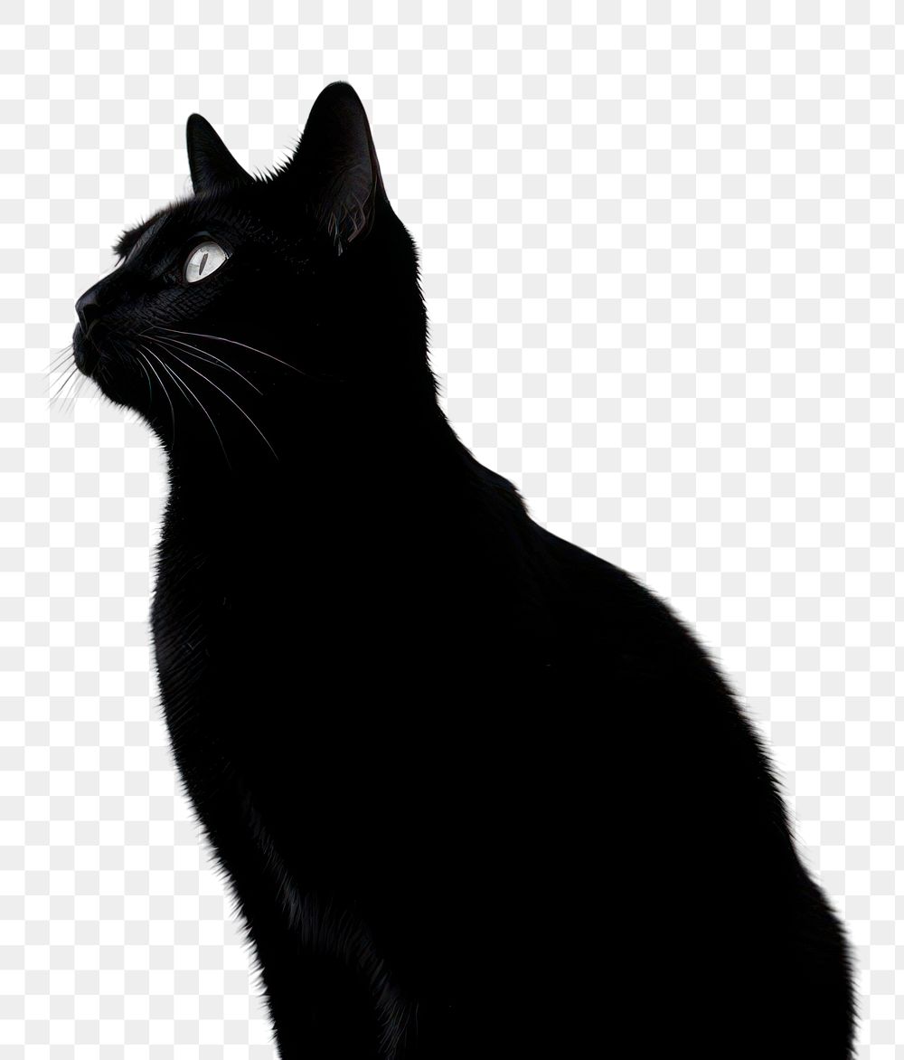 PNG A black cat silhouette mammal animal. AI generated Image by rawpixel.