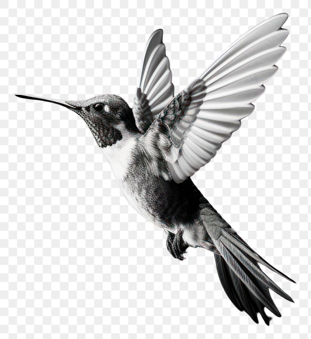 PNG A hummingbird animal motion flying