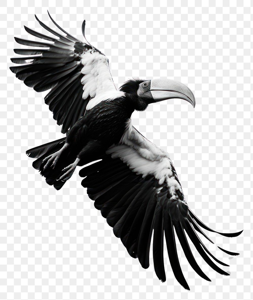 PNG A hornbill bird and the sky vulture animal motion. AI generated Image by rawpixel.
