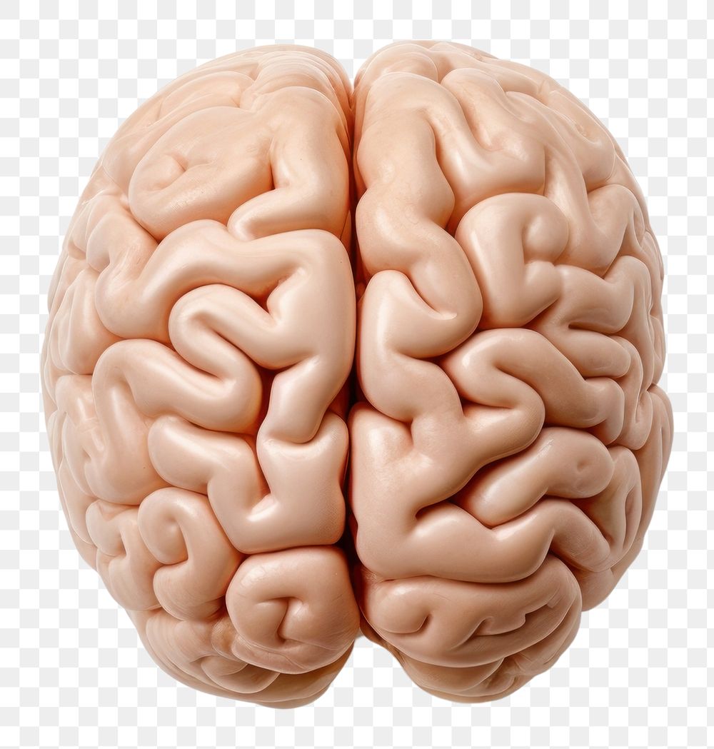 PNG Human brain white background freshness person. AI generated Image by rawpixel.