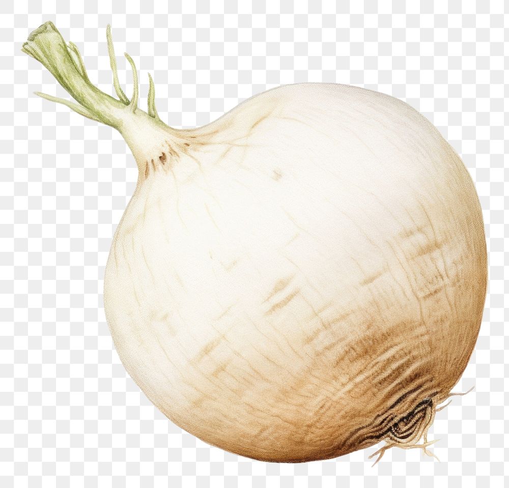 PNG Turnip vegetable onion plant. AI generated Image by rawpixel.