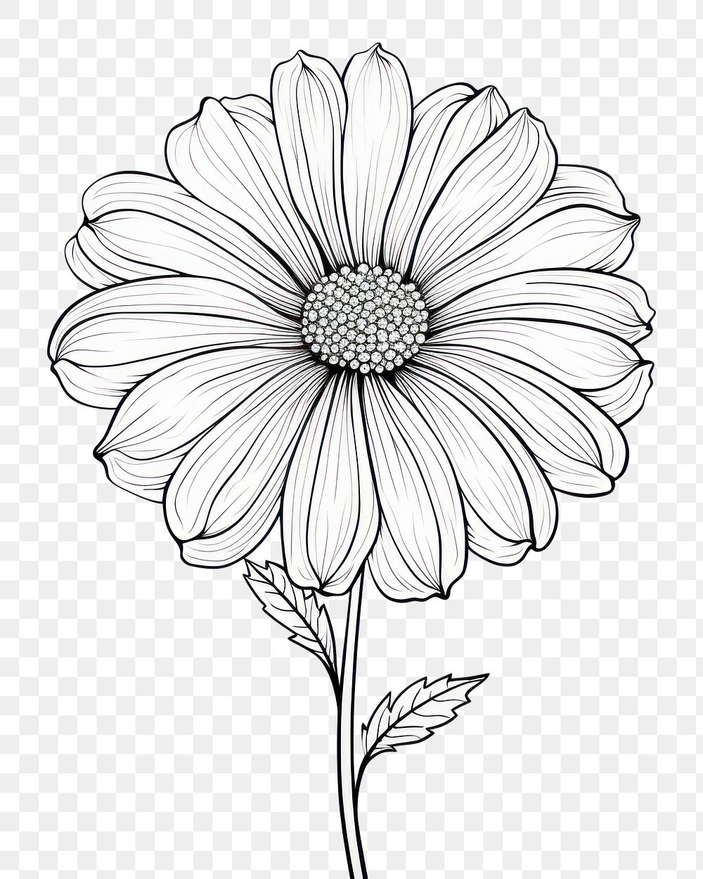 PNG Flower drawing sketch plant. AI generated Image by rawpixel.
