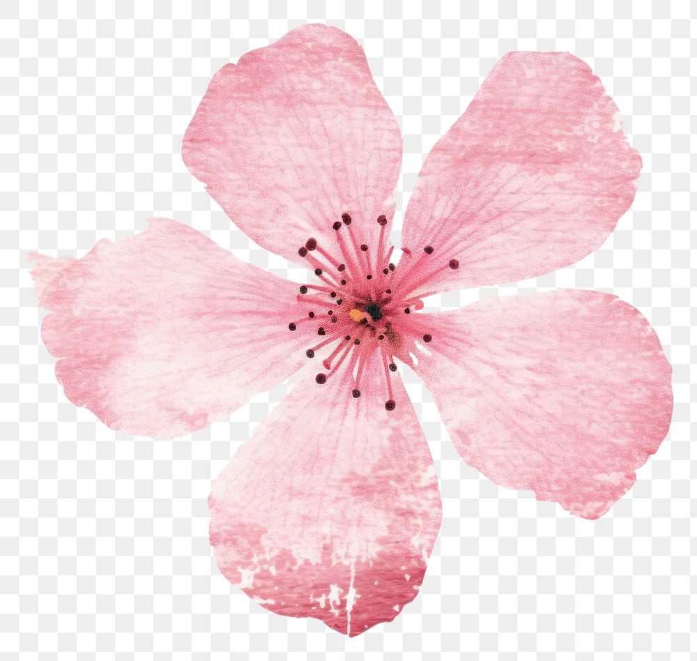 PNG Sakura flower blossom petal plant