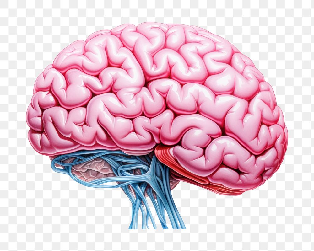 PNG Human brain drawing outdoors medical. AI generated Image by rawpixel.