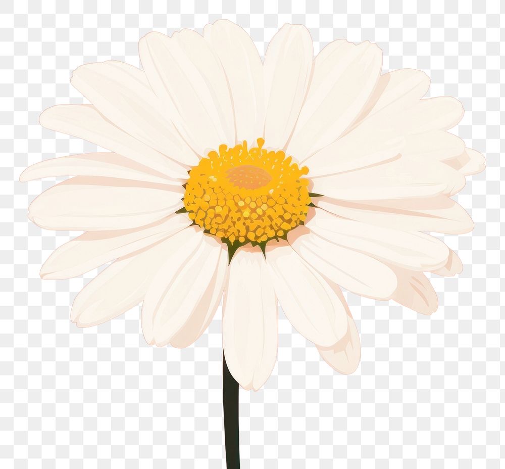 PNG Daisy flower petal plant inflorescence. AI generated Image by rawpixel.