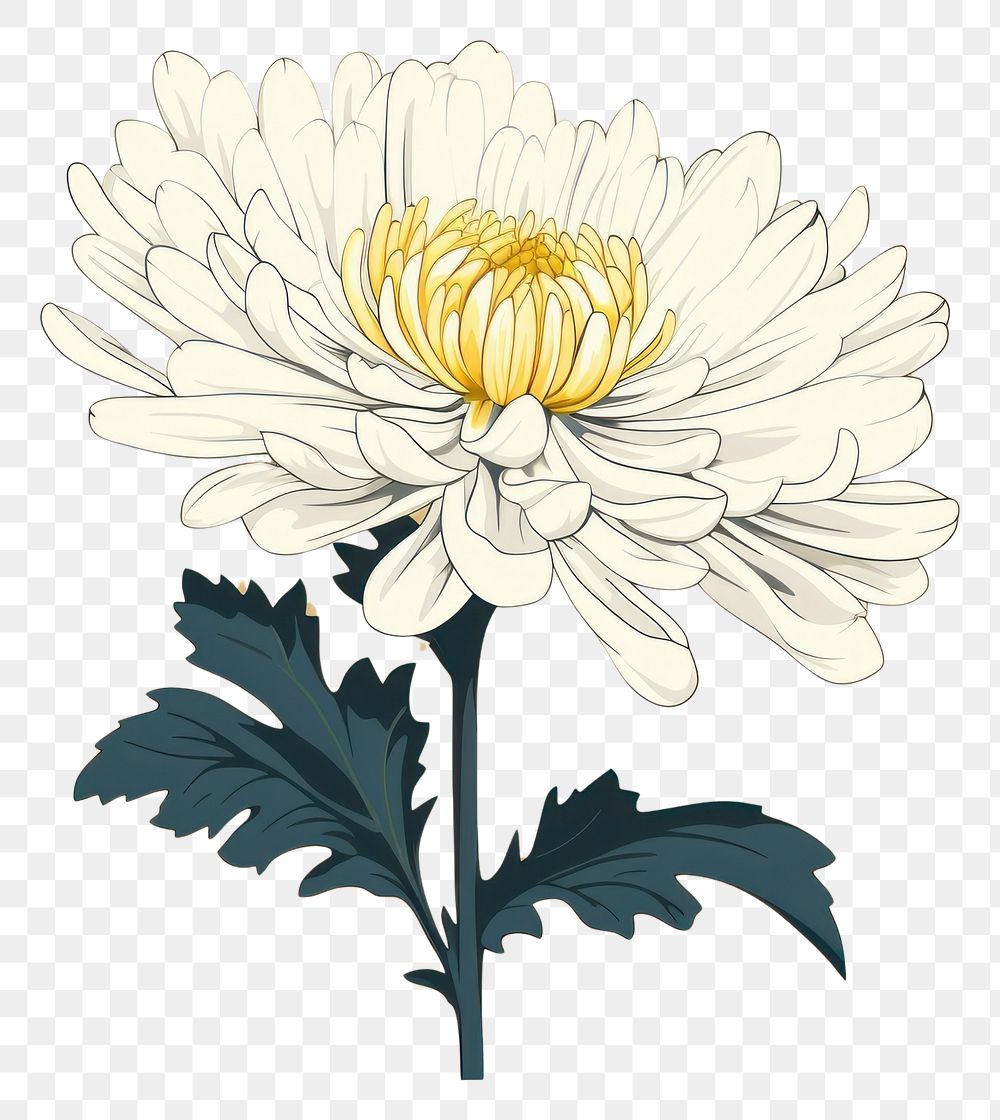 PNG Chrysanthemum chrysanths flower plant. AI generated Image by rawpixel.