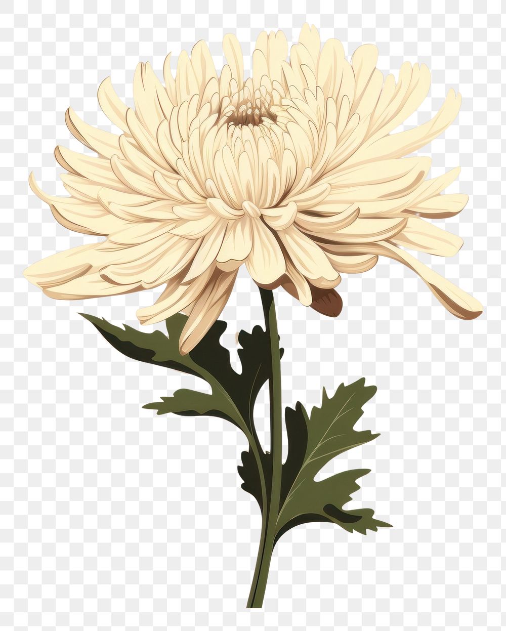 PNG Chrysanthemum chrysanths flower dahlia. AI generated Image by rawpixel.