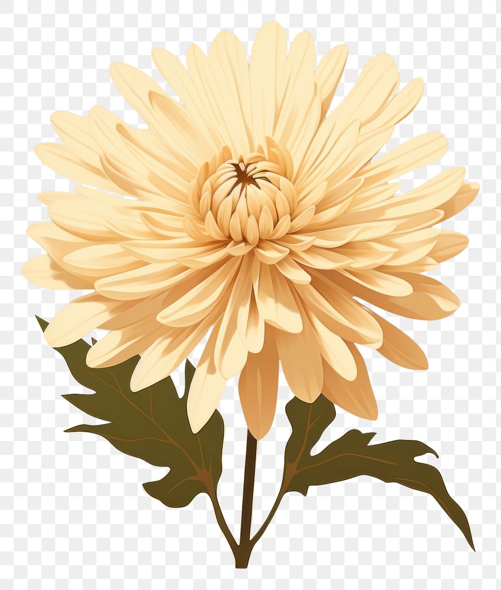 PNG Chrysanthemum flower dahlia petal. AI generated Image by rawpixel.