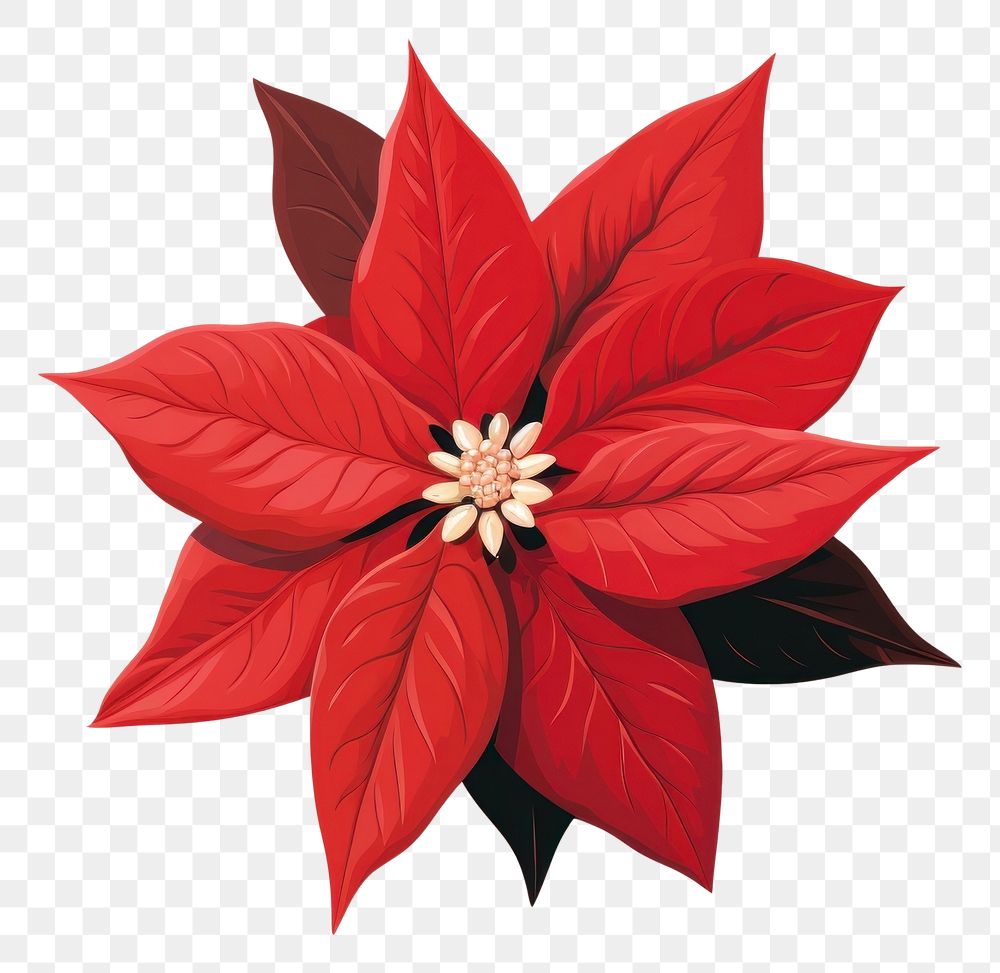 PNG Poinsettia flower petal plant. AI generated Image by rawpixel.