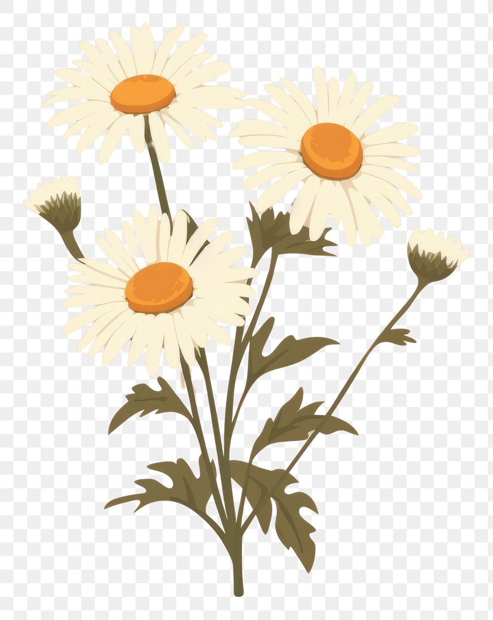 PNG Chamomile flower plant daisy. AI generated Image by rawpixel.