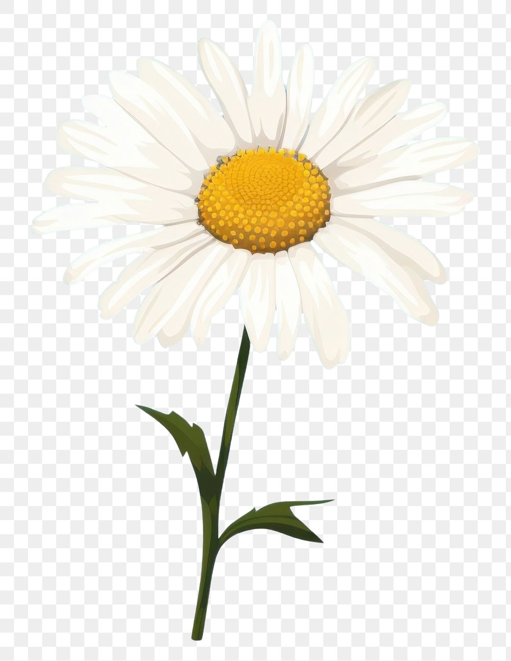 PNG Daisy flower plant inflorescence asteraceae. AI generated Image by rawpixel.