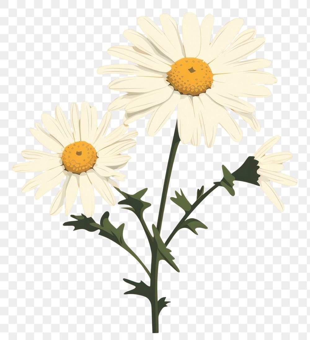 PNG Chamomile flower daisy plant. AI generated Image by rawpixel.