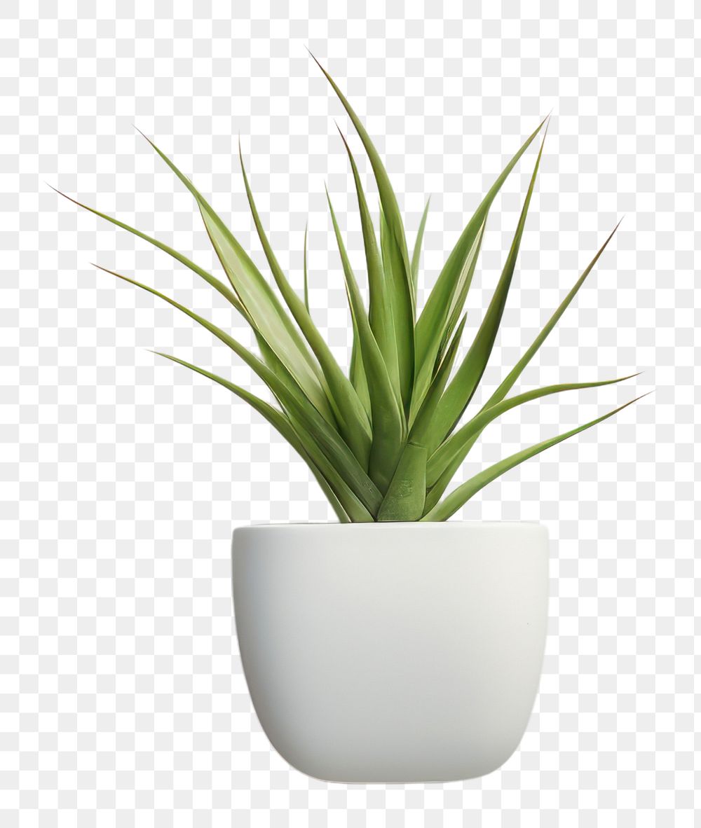 PNG Ceramic pot plant wall houseplant flowerpot. AI generated Image by rawpixel.