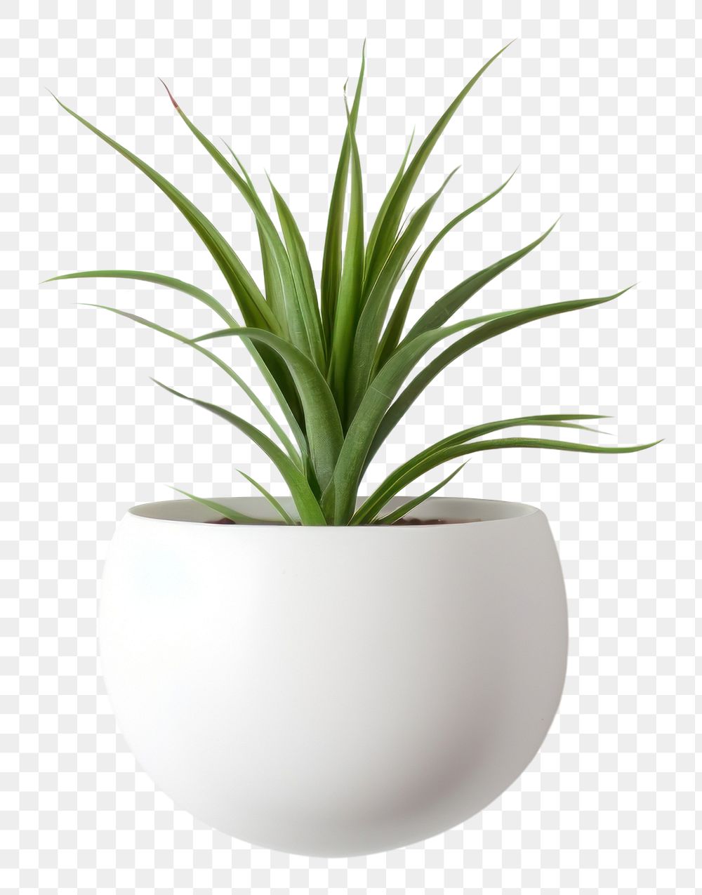 PNG Ceramic pot plant vase wall houseplant. AI generated Image by rawpixel.