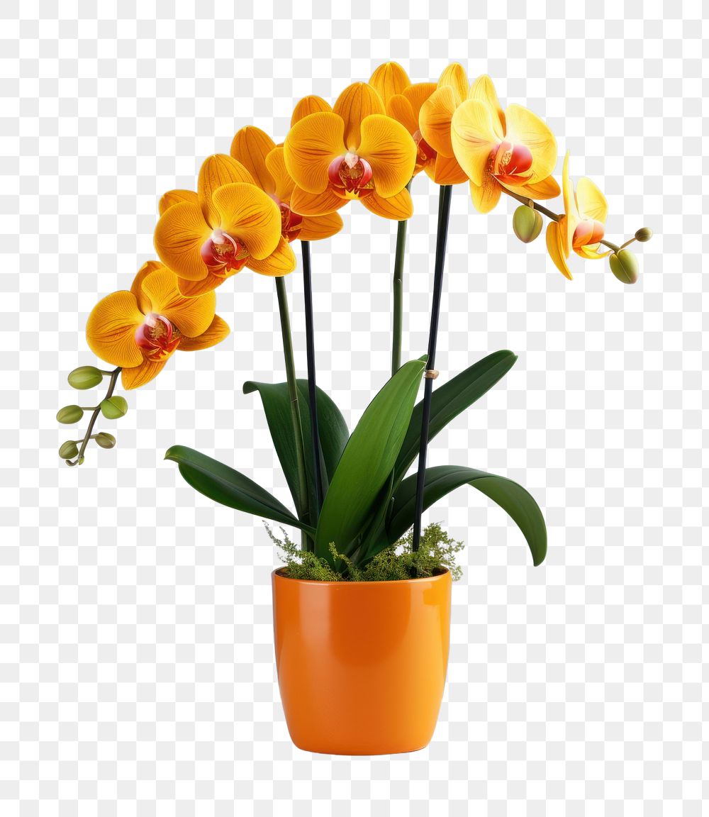 PNG Orange color Orchid in pot plant orchid flower inflorescence. AI generated Image by rawpixel.