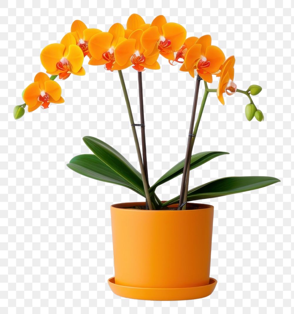 PNG Orange color Orchid in pot plant flower orchid wall. AI generated Image by rawpixel.