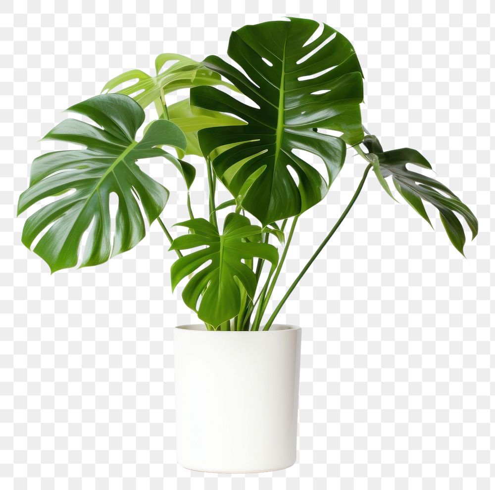 PNG Monstera in pot plant leaf xanthosoma houseplant. AI generated Image by rawpixel.