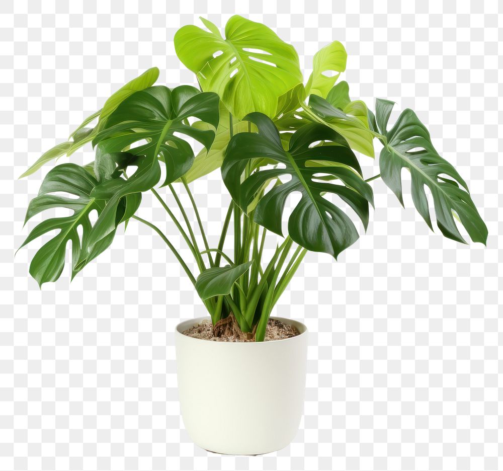 PNG Monstera in pot plant leaf houseplant freshness