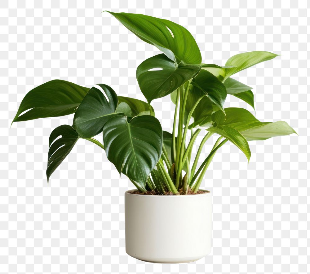 PNG Philodendron in pot plant leaf houseplant freshness