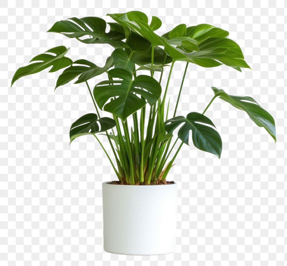 PNG Philodendron in pot plant vase leaf wall