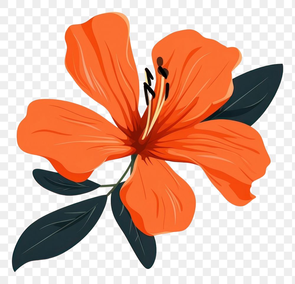PNG Flower hibiscus petal plant. AI generated Image by rawpixel.