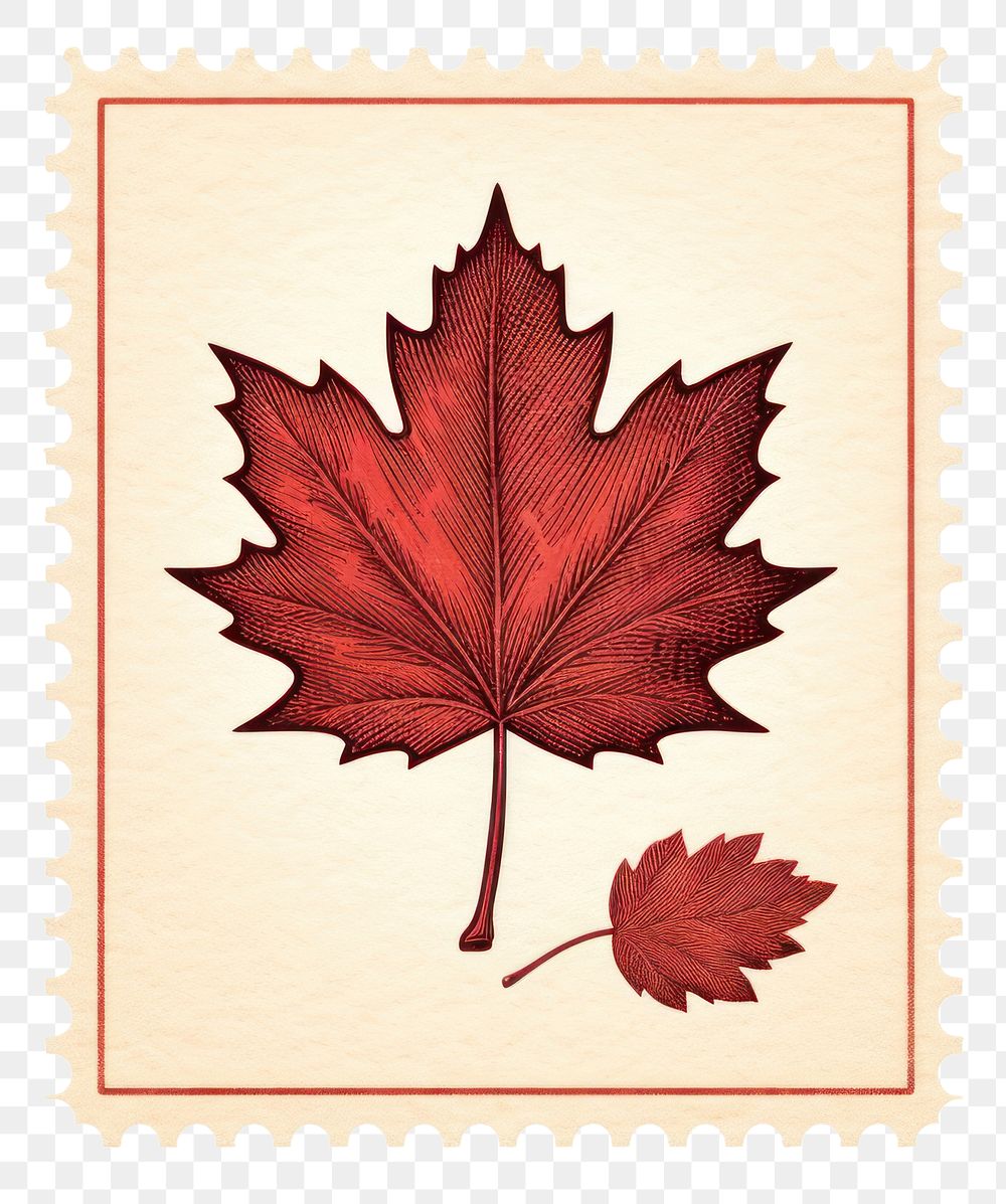 PNG Flower maple plant leaf. AI generated Image by rawpixel.