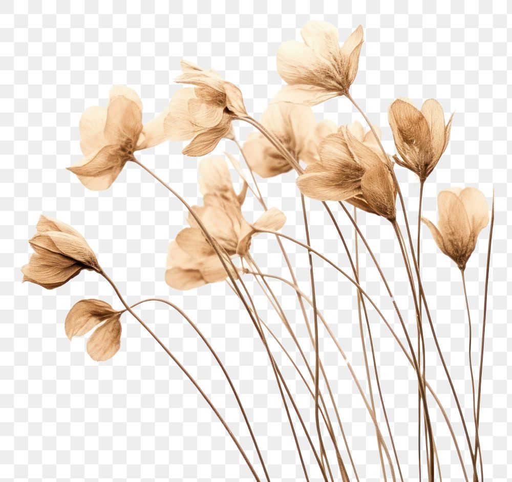 PNG Dried flower plant petal white background. AI generated Image by rawpixel.