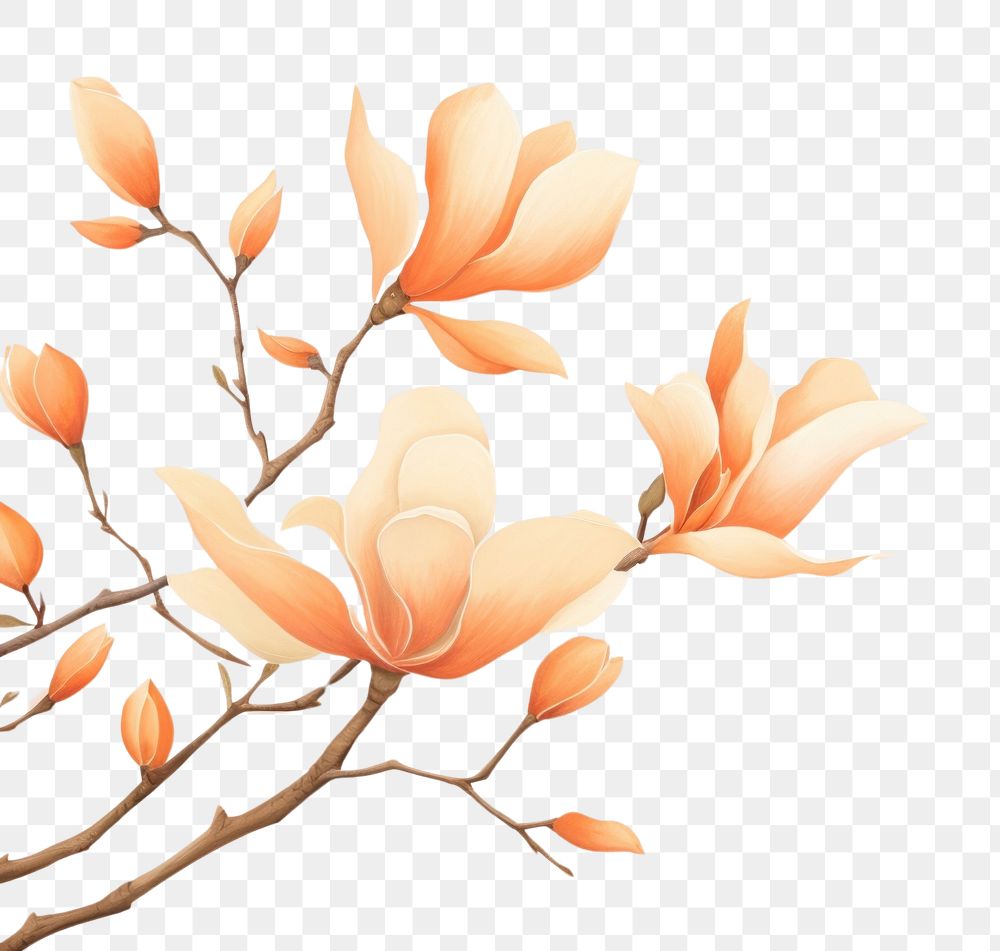 PNG Aesthetic watercolor background flower backgrounds magnolia. AI generated Image by rawpixel.