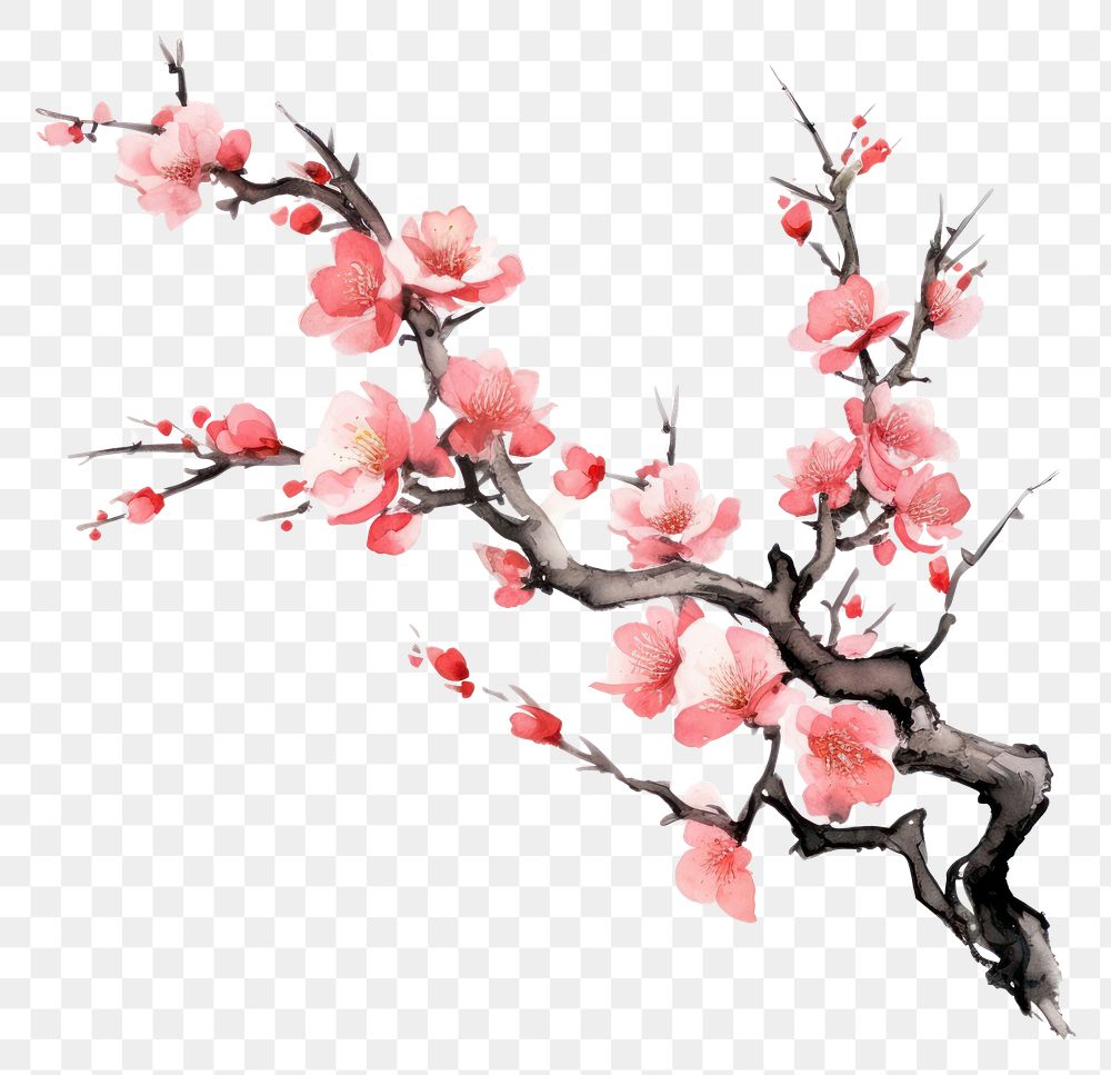 PNG Chinese Peach tree blossom flower plant