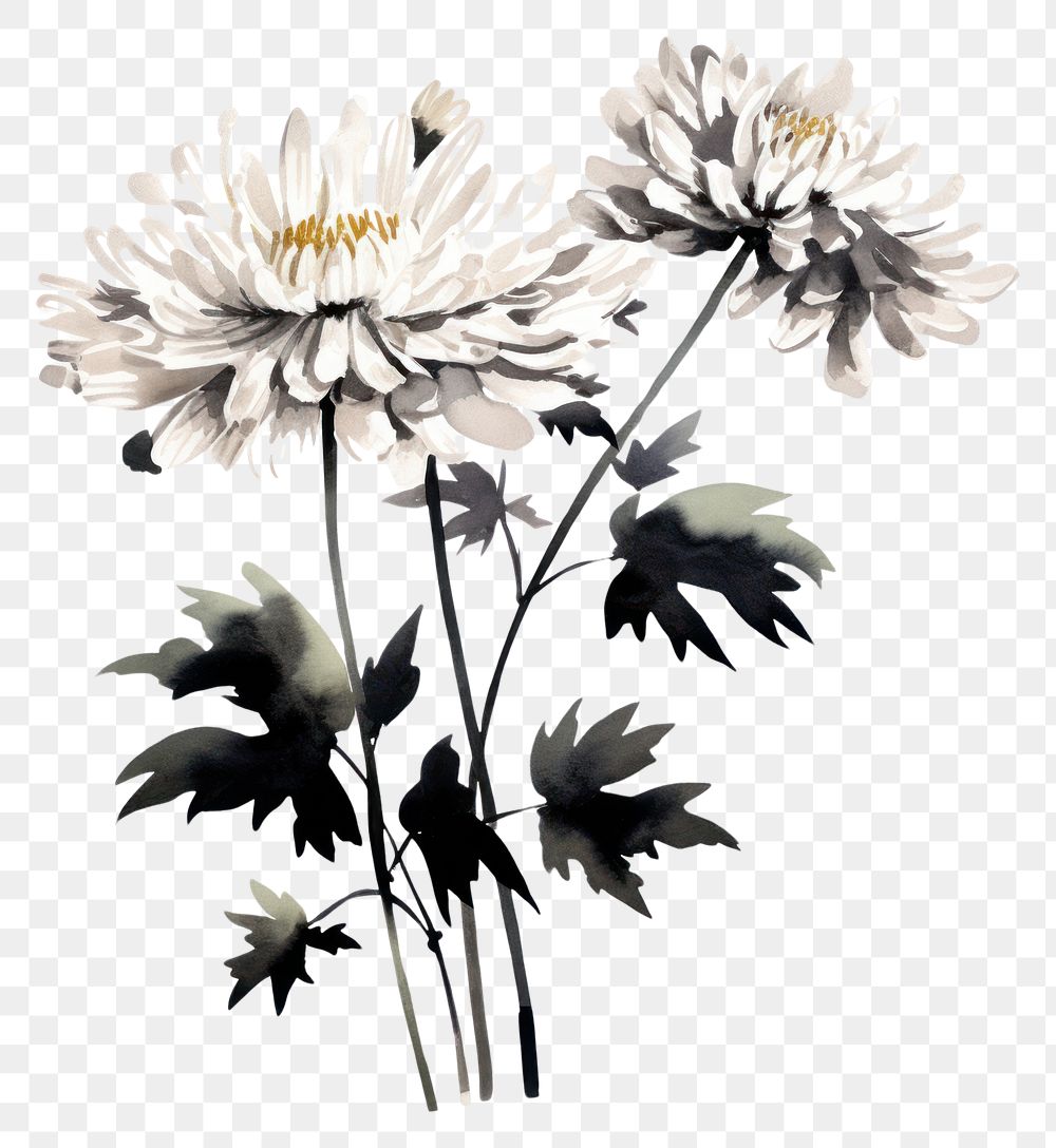 PNG Chrysanthemum flowers plant white leaf. AI generated Image by rawpixel.