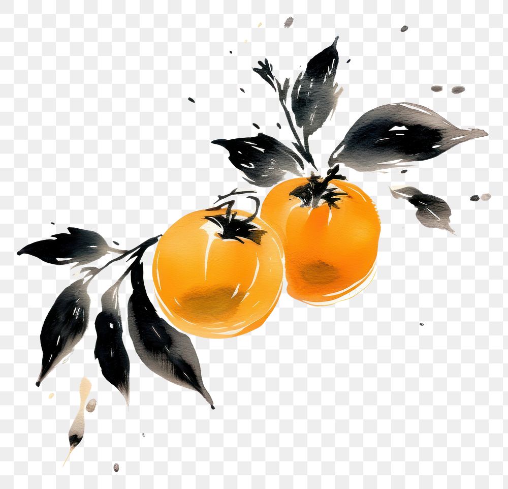 PNG Chinese Persimmon fruit grapefruit painting orange