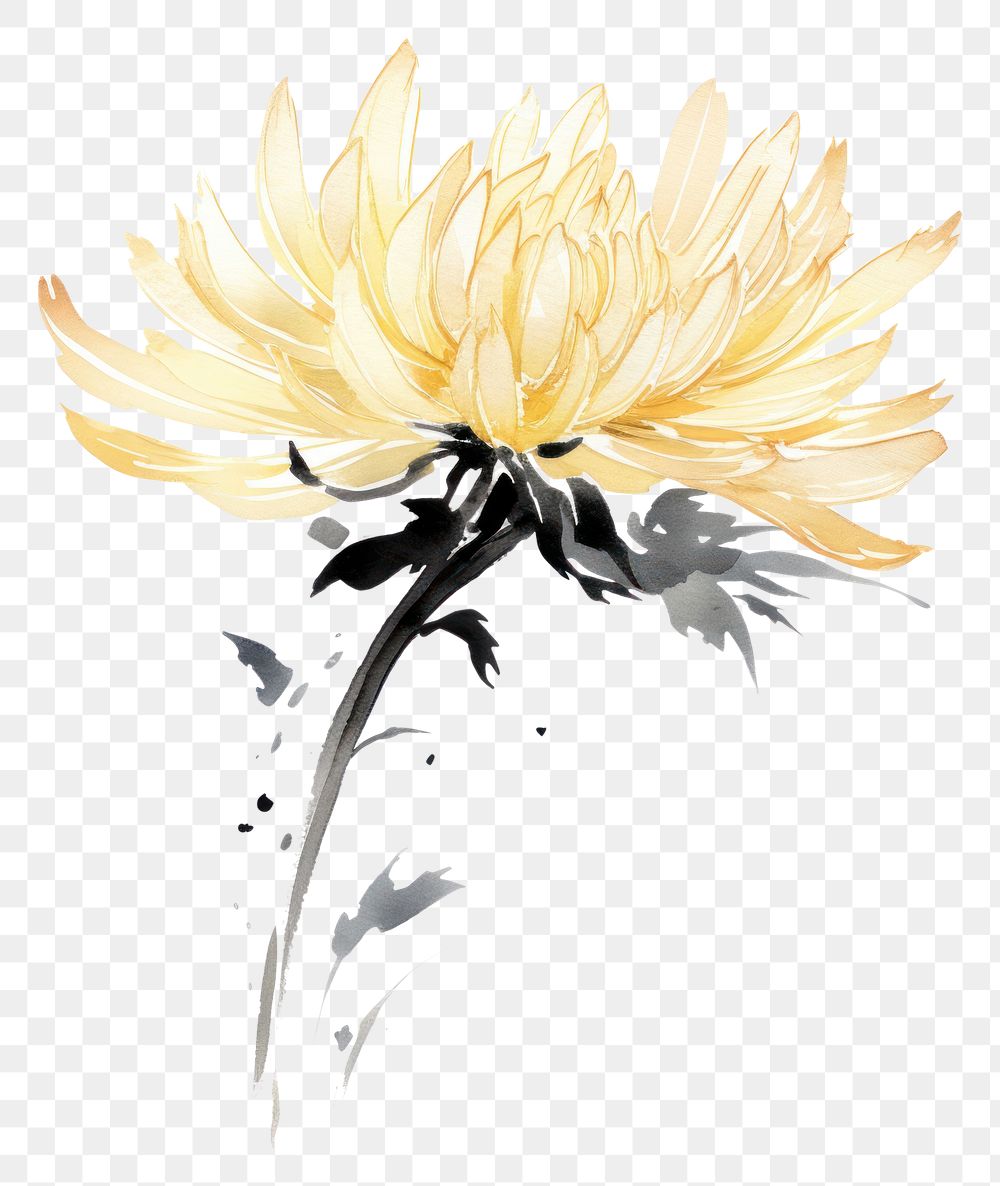 PNG Pale yellow Chrysanthemum flower petal plant ink. AI generated Image by rawpixel.