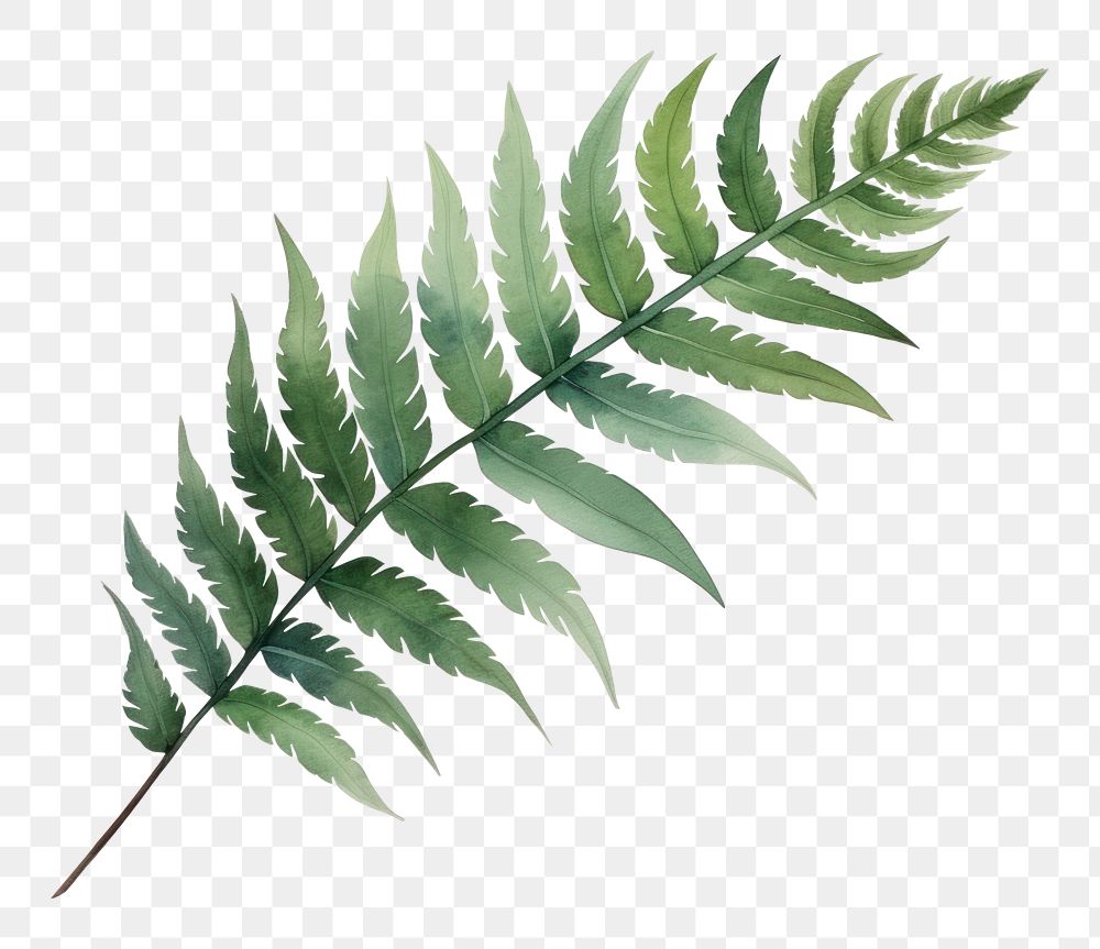 PNG Leaf fern plant white background. AI generated Image by rawpixel.