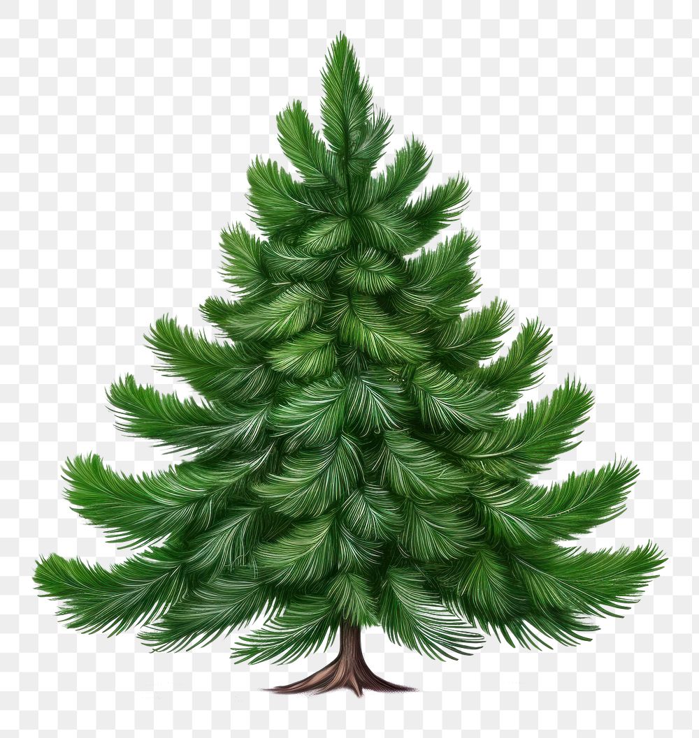 PNG Winter pine tree plant fir white background. AI generated Image by rawpixel.