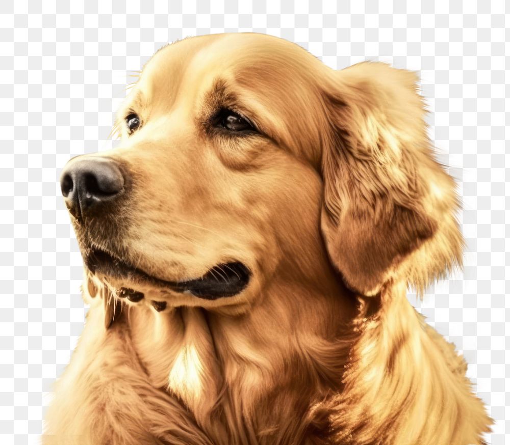 PNG Golden retriever portrait mammal animal puppy. AI generated Image by rawpixel.