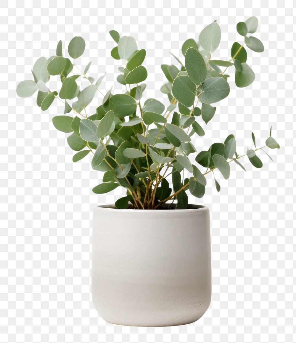 PNG Eucalyptus plant leaf vase. AI generated Image by rawpixel.