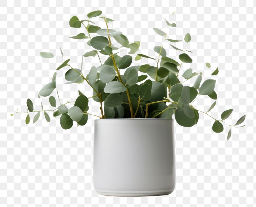 PNG Eucalyptus plant vase leaf. AI generated Image by rawpixel.