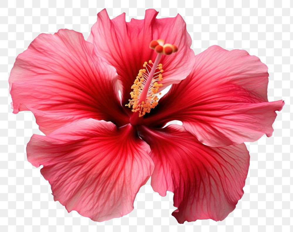 PNG Hibiscus hibiscus flower blossom. AI generated Image by rawpixel.