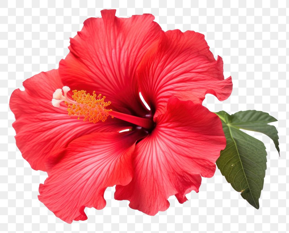PNG Hibiscus flower plant white background. AI generated Image by rawpixel.
