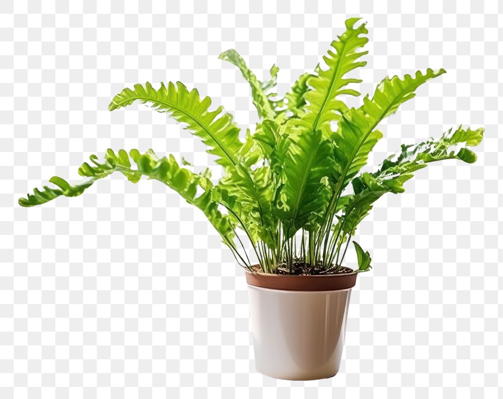 PNG Window plant fern houseplant. AI generated Image by rawpixel.