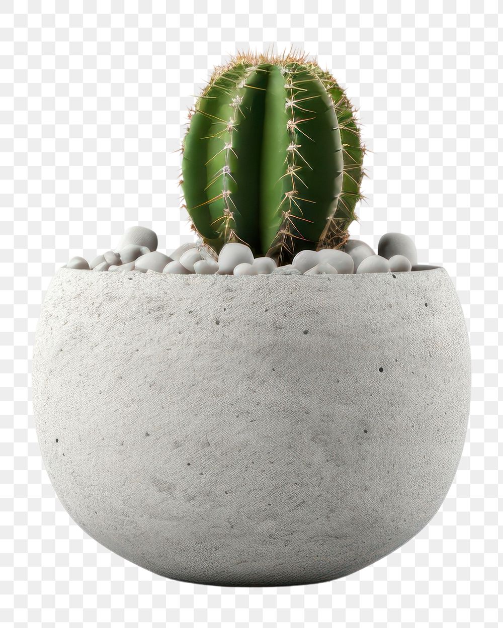 PNG Cactus plant white background houseplant. AI generated Image by rawpixel.
