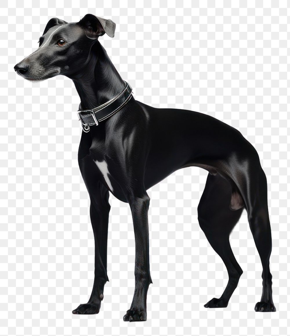 PNG Greyhound mammal animal dog. AI generated Image by rawpixel.