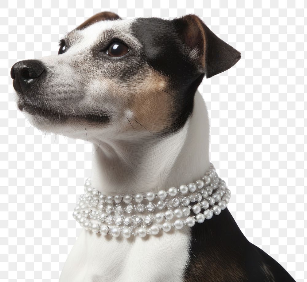 PNG Jack russel jewelry necklace animal. AI generated Image by rawpixel.